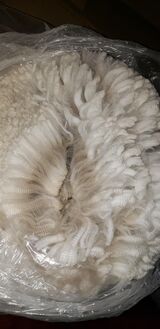 alpaca for sale