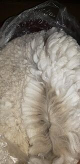 alpaca for sale