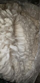 alpaca for sale