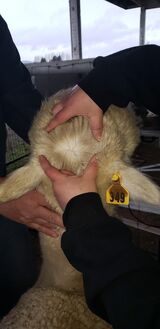 alpaca for sale