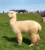 alpaca for sale