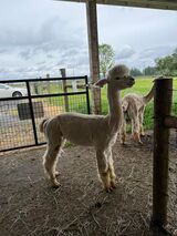 alpaca for sale