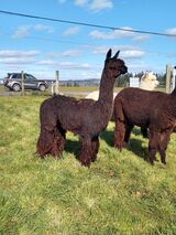 alpaca for sale