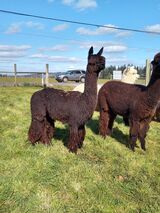 alpaca for sale