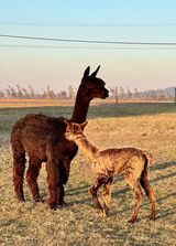 alpaca for sale