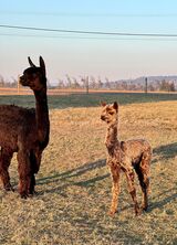alpaca for sale