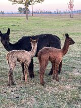alpaca for sale