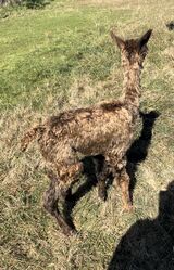 alpaca for sale