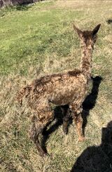 alpaca for sale