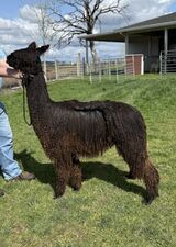 alpaca for sale