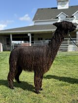 alpaca for sale