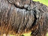 alpaca for sale