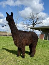 alpaca for sale
