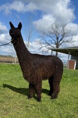 alpaca for sale