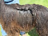 alpaca for sale
