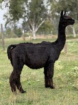 alpaca for sale