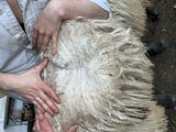 alpaca for sale