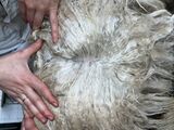 alpaca for sale