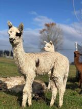 alpaca for sale