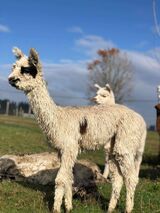 alpaca for sale