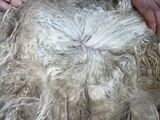 alpaca for sale