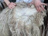 alpaca for sale