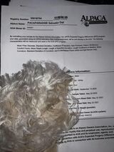 alpaca for sale