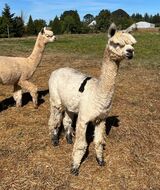 alpaca for sale