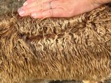 alpaca for sale