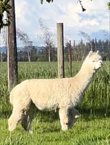alpaca for sale