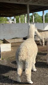 alpaca for sale