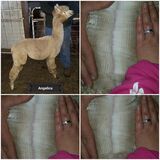 alpaca for sale
