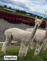 alpaca for sale