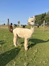 alpaca for sale