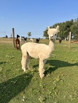 alpaca for sale