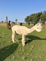 alpaca for sale