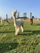 alpaca for sale