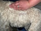 alpaca for sale