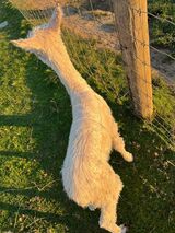alpaca for sale