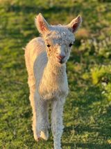 alpaca for sale
