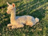 alpaca for sale