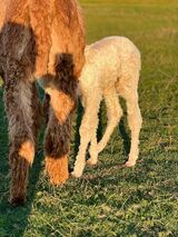 alpaca for sale