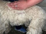 alpaca for sale