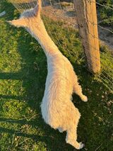 alpaca for sale