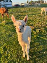 alpaca for sale