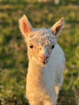 alpaca for sale