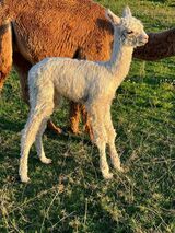 alpaca for sale