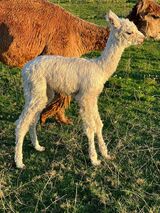 alpaca for sale