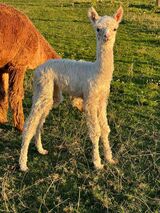 alpaca for sale