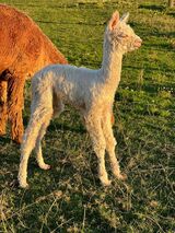 alpaca for sale